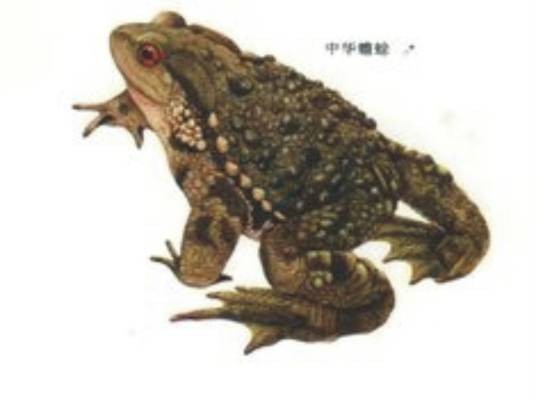 中华蟾蜍