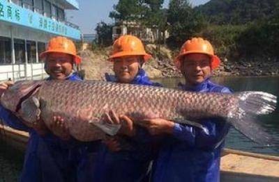 千岛湖鱼王