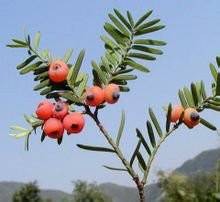 东北红豆杉（红豆杉科红豆杉属植物）