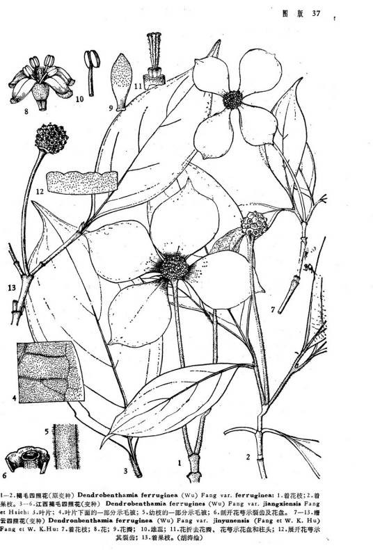 缙云四照花