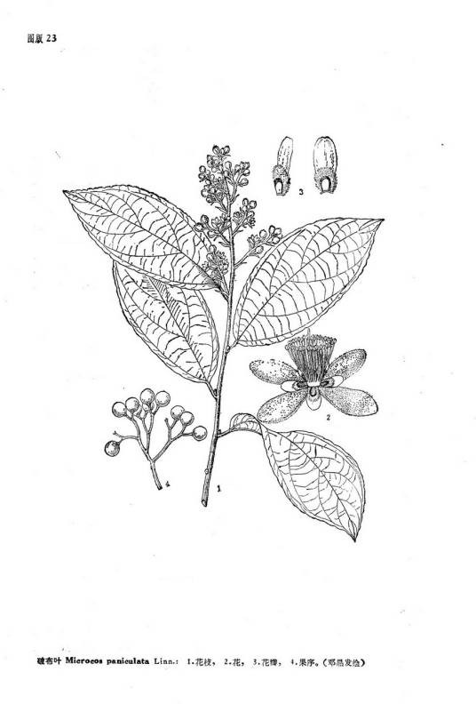 破布叶（锦葵科破布叶属植物）
