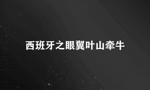 西班牙之眼翼叶山牵牛
