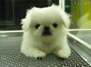 京巴犬