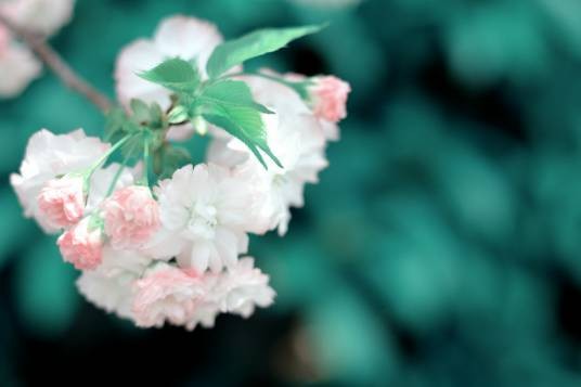 日本晚樱（蔷薇科李属植物）