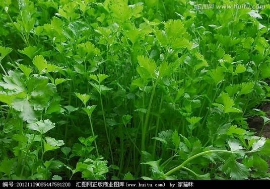 芫荽（伞形科芫荽属植物）