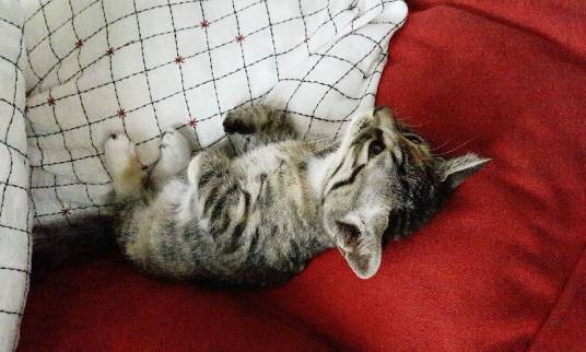 狸花猫（食肉目猫科猫属动物）