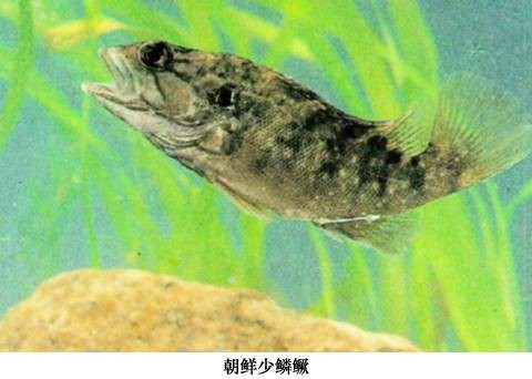 漓江少鳞鳜