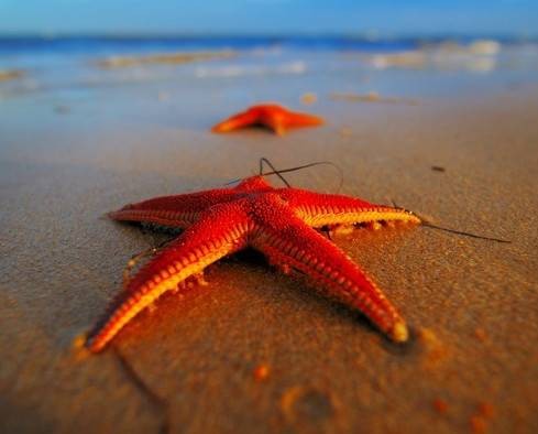 红海星(海星纲动物)
