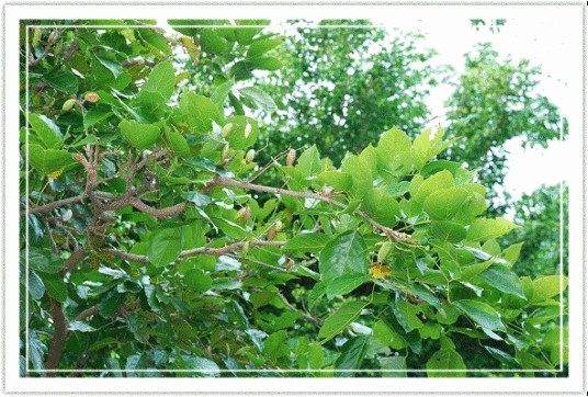 野黄皮（芸香科植物）