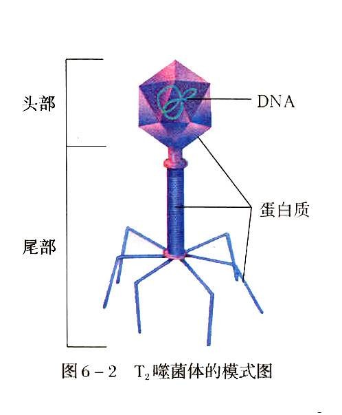 噬菌体（能引起宿主菌裂解的一类病毒）