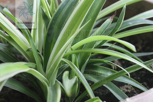 吊兰(天门冬科吊兰属的一种植物)