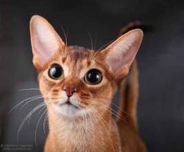 阿比西尼亚猫