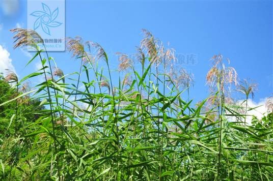 芦苇（禾本科芦苇属植物）