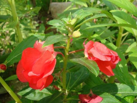 凤仙花（凤仙花科凤仙花属植物）