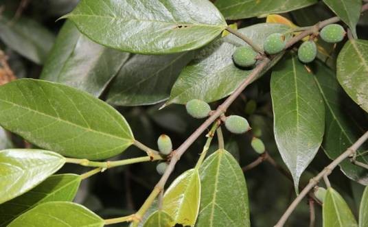 珍珠莲(桑科榕属植物)