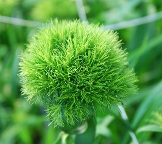 绿毛球（石竹属多年生草本园艺品种）