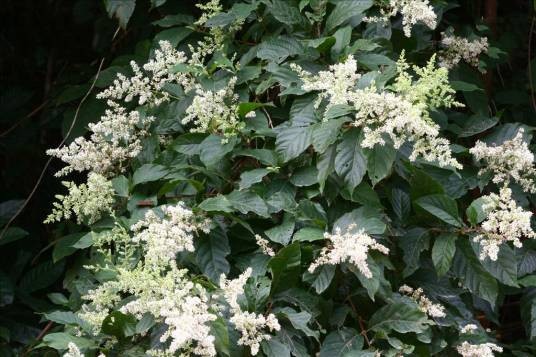 水锦树(茜草科水锦树属植物)