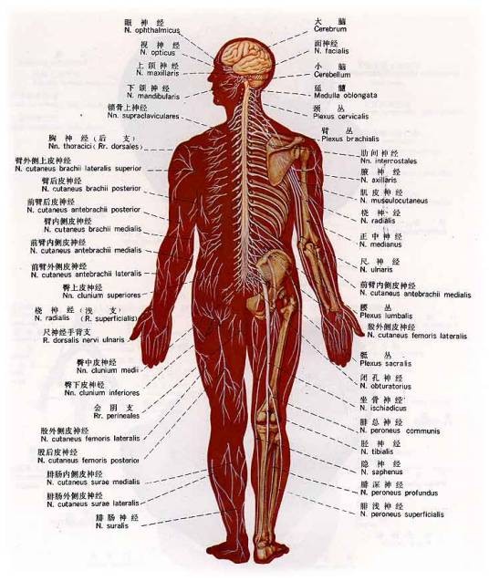 神经麻木