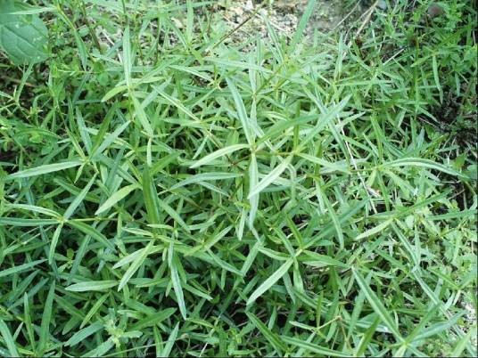 白花蛇舌草(茜草科蛇舌草属植物)