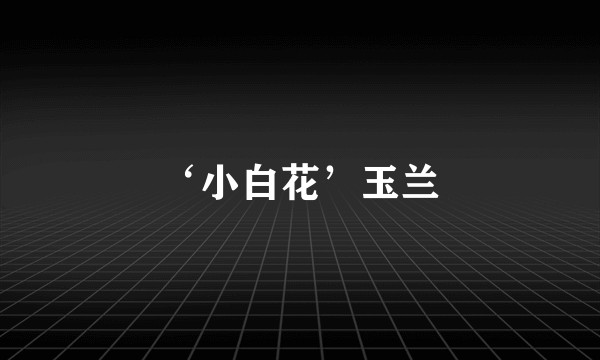 ‘小白花’玉兰