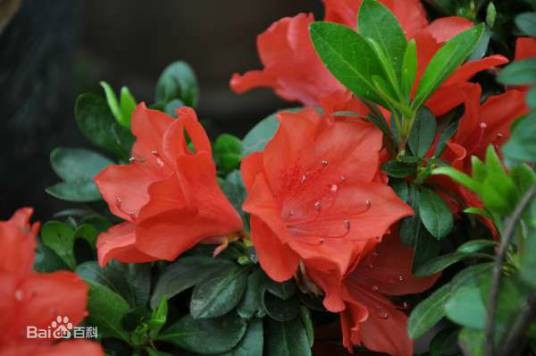 杜鹃（杜鹃花科杜鹃花属植物）