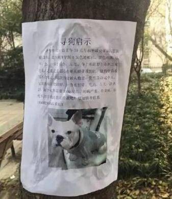 最牛寻狗启事