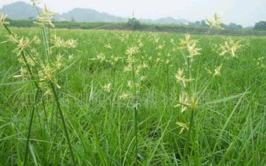 油莎草