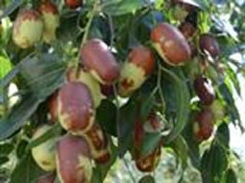 枣(鼠李科枣属植物)
