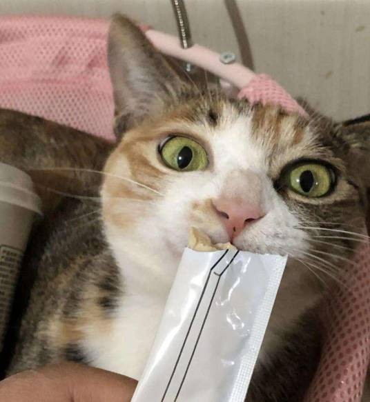 猫条