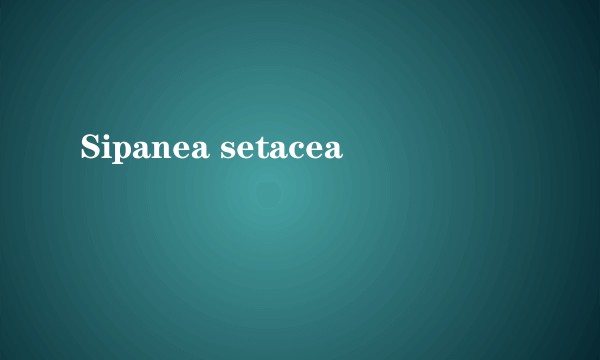 Sipanea setacea