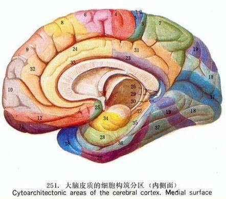 记忆力（汉语词语）