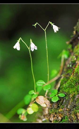 北极花
