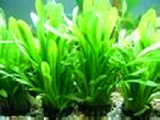 水草(莎草目莎草科植物)