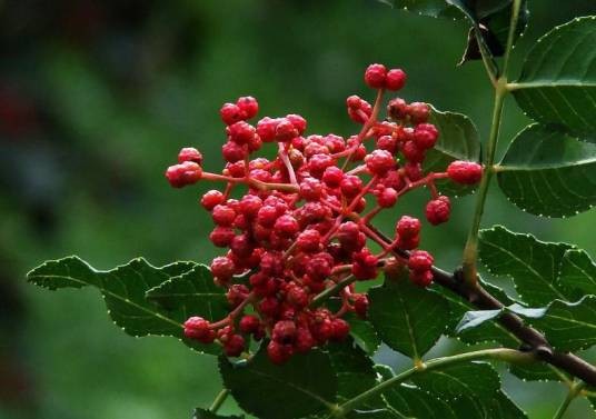 花椒（芸香科花椒属植物）