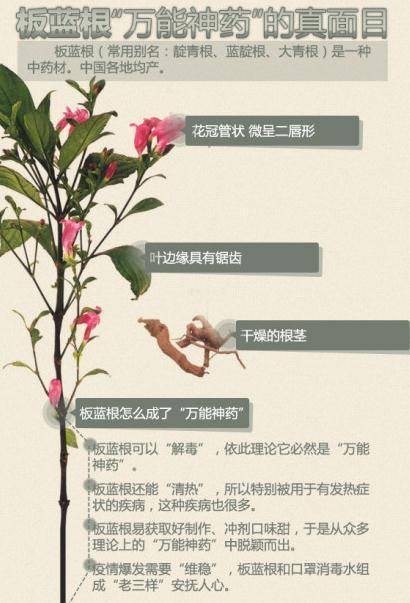 板蓝根体
