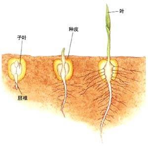 单子叶植物纲