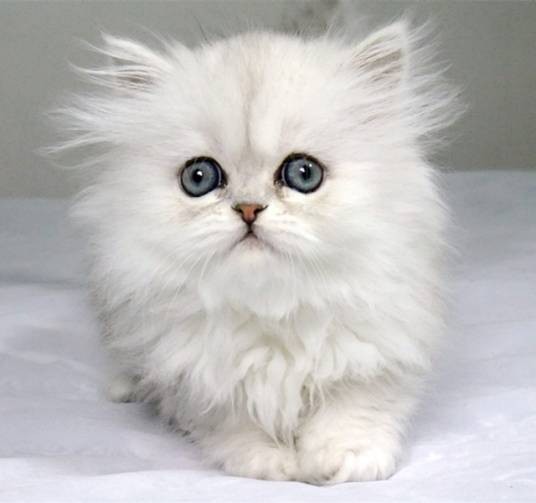 金吉拉猫