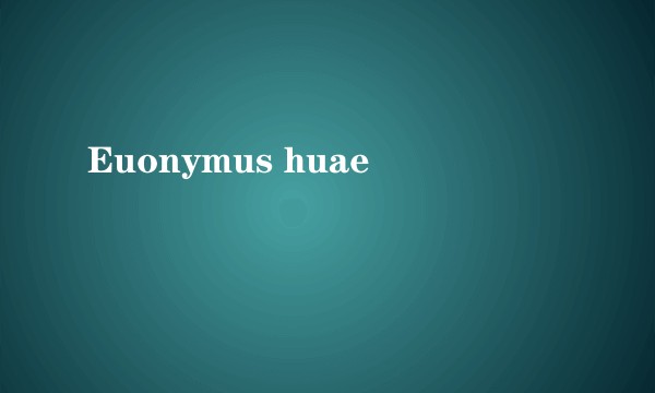 Euonymus huae
