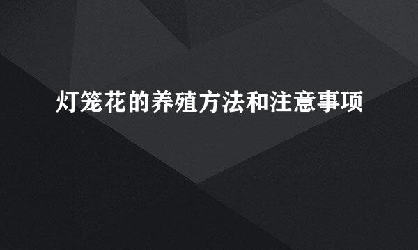 灯笼花的养殖方法和注意事项