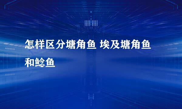 怎样区分塘角鱼 埃及塘角鱼和鲶鱼