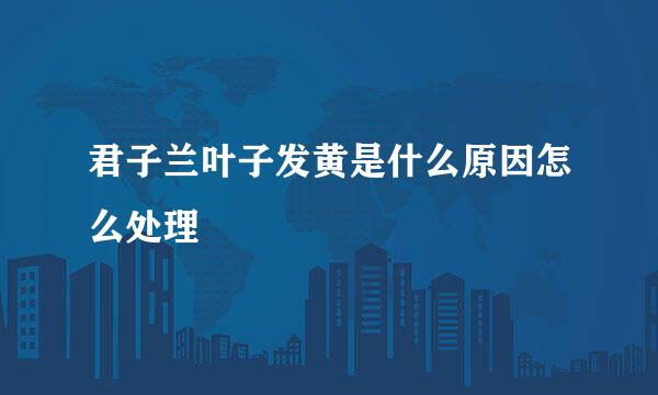 君子兰叶子发黄是什么原因怎么处理