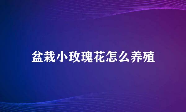 盆栽小玫瑰花怎么养殖