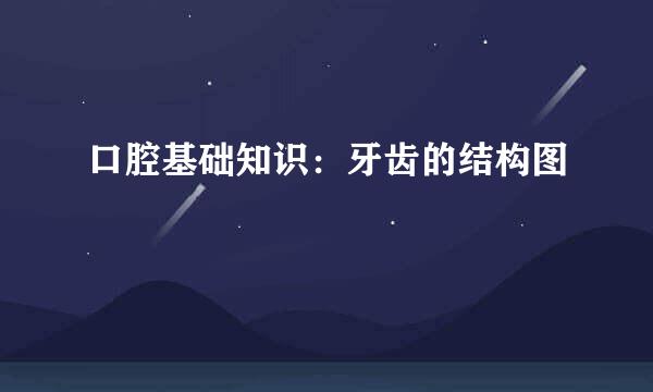 口腔基础知识：牙齿的结构图
