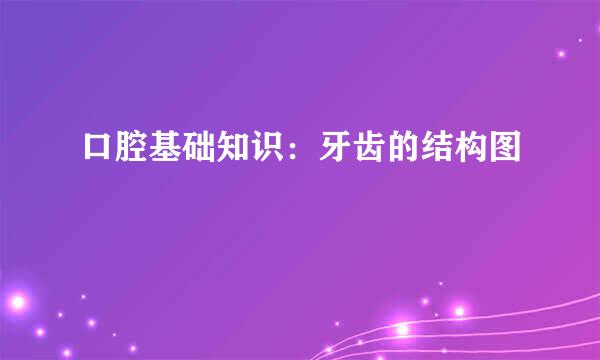 口腔基础知识：牙齿的结构图
