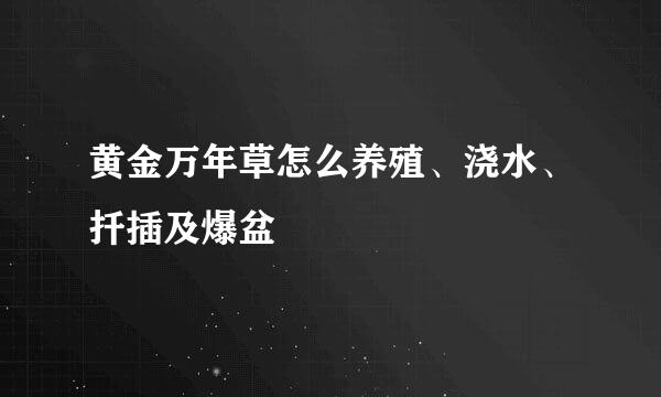 黄金万年草怎么养殖、浇水、扦插及爆盆