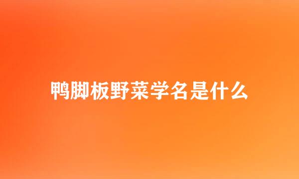 鸭脚板野菜学名是什么