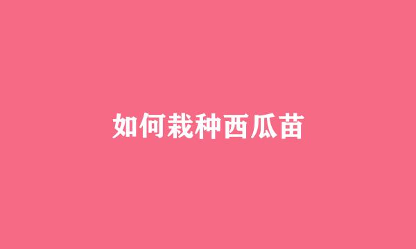 如何栽种西瓜苗