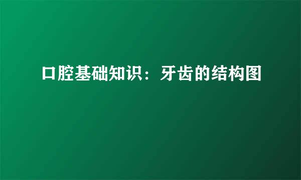 口腔基础知识：牙齿的结构图