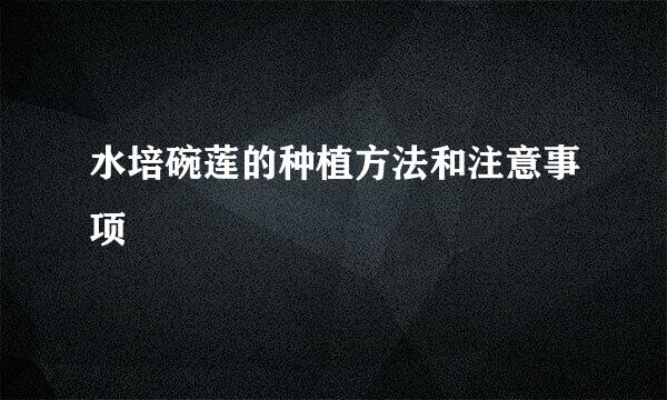 水培碗莲的种植方法和注意事项