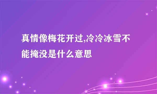 真情像梅花开过,冷冷冰雪不能掩没是什么意思